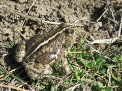 Pleurodema bufoninum