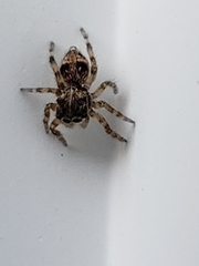 Salticidae