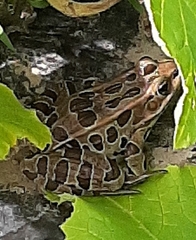 Media resource of Lithobates pipiens
