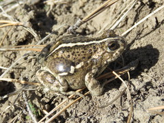 Pleurodema bufoninum