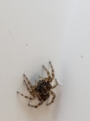 Salticidae