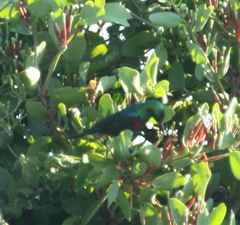 Cinnyris mariquensis