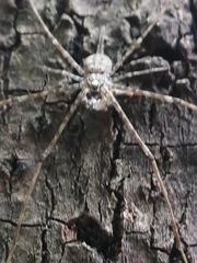 Neotama mexicana