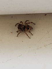 Salticidae