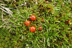 Coprosma perpusilla