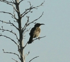 Toxostoma crissale