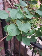 Hydrangea