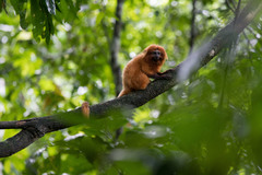 Leontopithecus rosalia