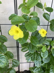 Pentalinon