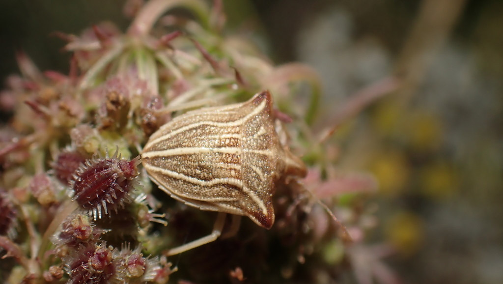 Ancyrosoma leucogrammes