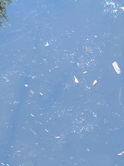 Salvelinus fontinalis