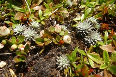 Gaultheria nubicola