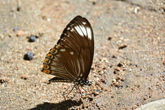 Papilio clytia