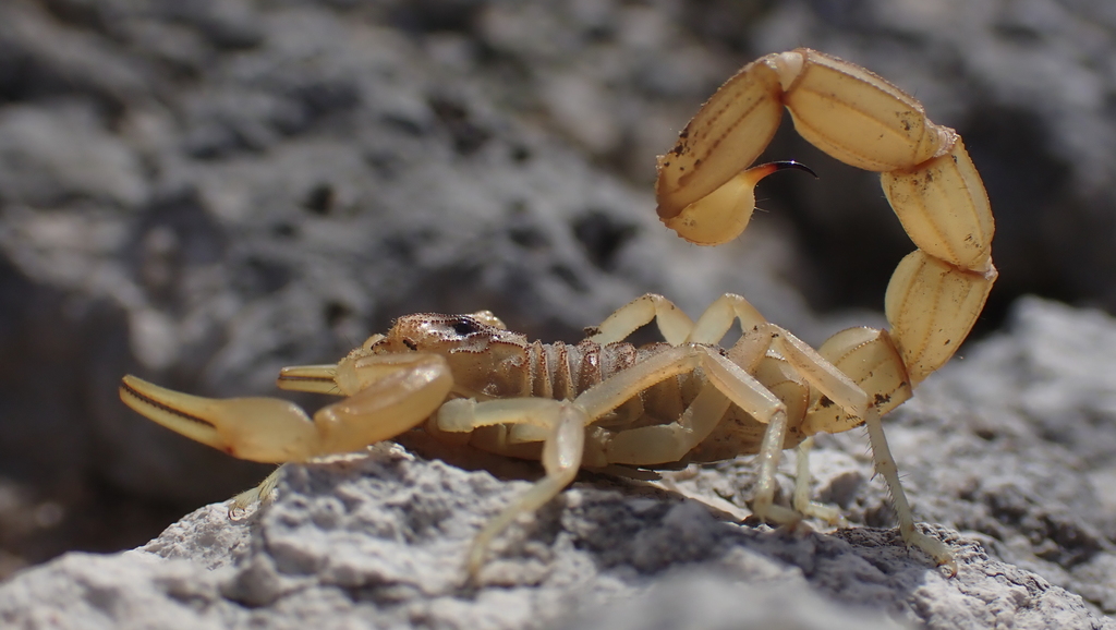 Arrowbreasted Scorpions
