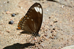 Papilio clytia