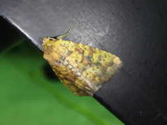 Perigea xanthioides