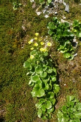 Ranunculus insignis