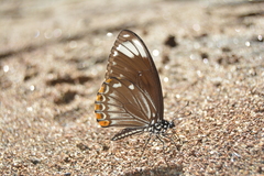 Papilio clytia