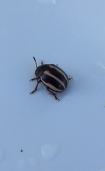 Leptinotarsa tlascalana