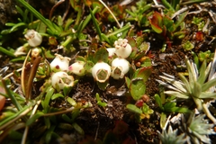 Gaultheria nubicola
