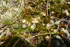 Gaultheria nubicola