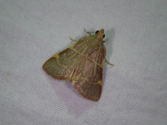 Hypsopygia binodulalis