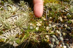 Gaultheria nubicola