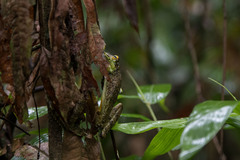 Itapotihyla langsdorffii