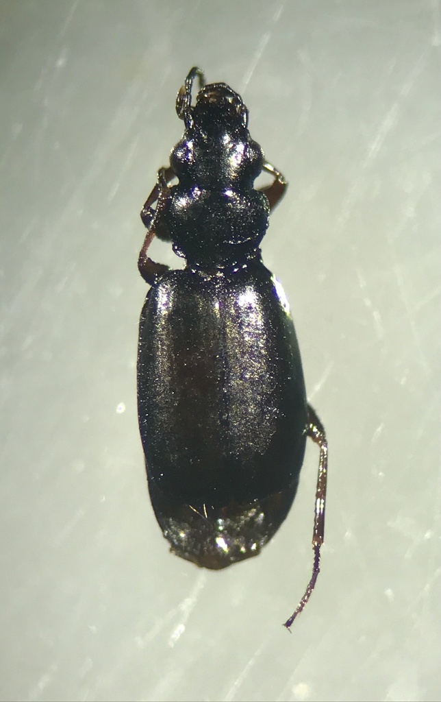 Syntomus americanus