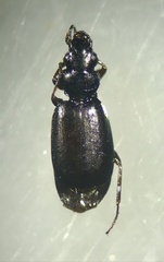 Syntomus americanus