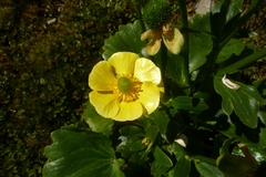 Ranunculus insignis
