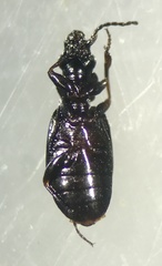 Syntomus americanus
