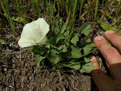 Calystegia subacaulis