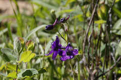 Delphinium patens
