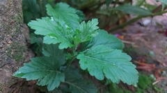 Chrysanthemum morifolium