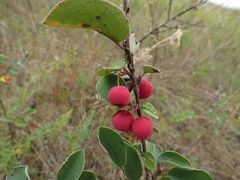 Cotoneaster alaunicus
