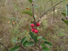 Cotoneaster alaunicus