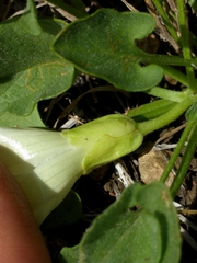 Calystegia subacaulis