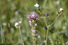 Castilleja densiflora densiflora