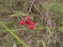 Cotoneaster alaunicus