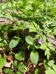 Pulmonaria obscura
