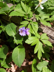 Pulmonaria obscura