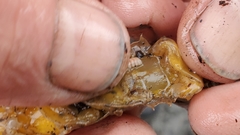 Phyllodurus abdominalis