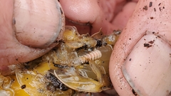 Phyllodurus abdominalis