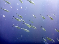 Scomberoides lysan