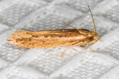 Ypsolopha sp-sw