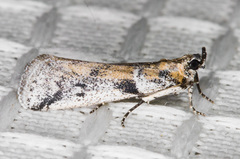 Acrobasis caliginella