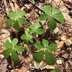 Aesculus sylvatica