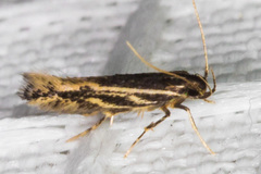 Eralea albalineella