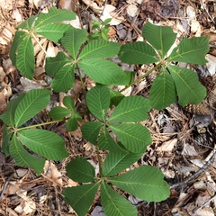 Aesculus sylvatica
